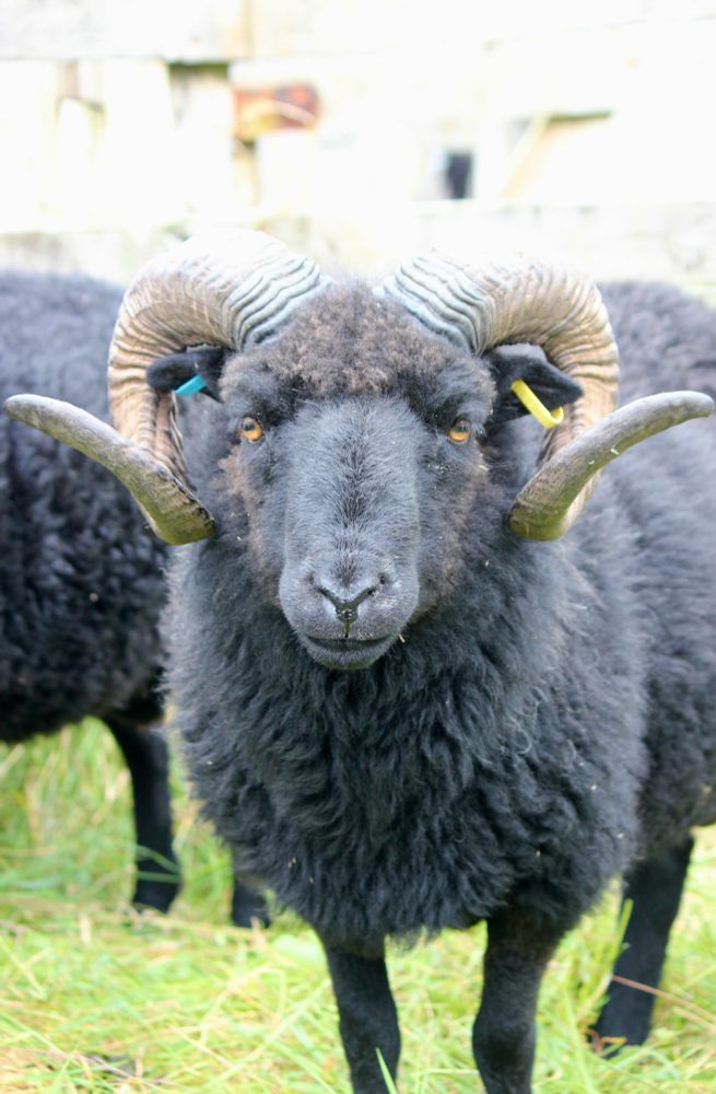 A portrait of a Hebridean ram