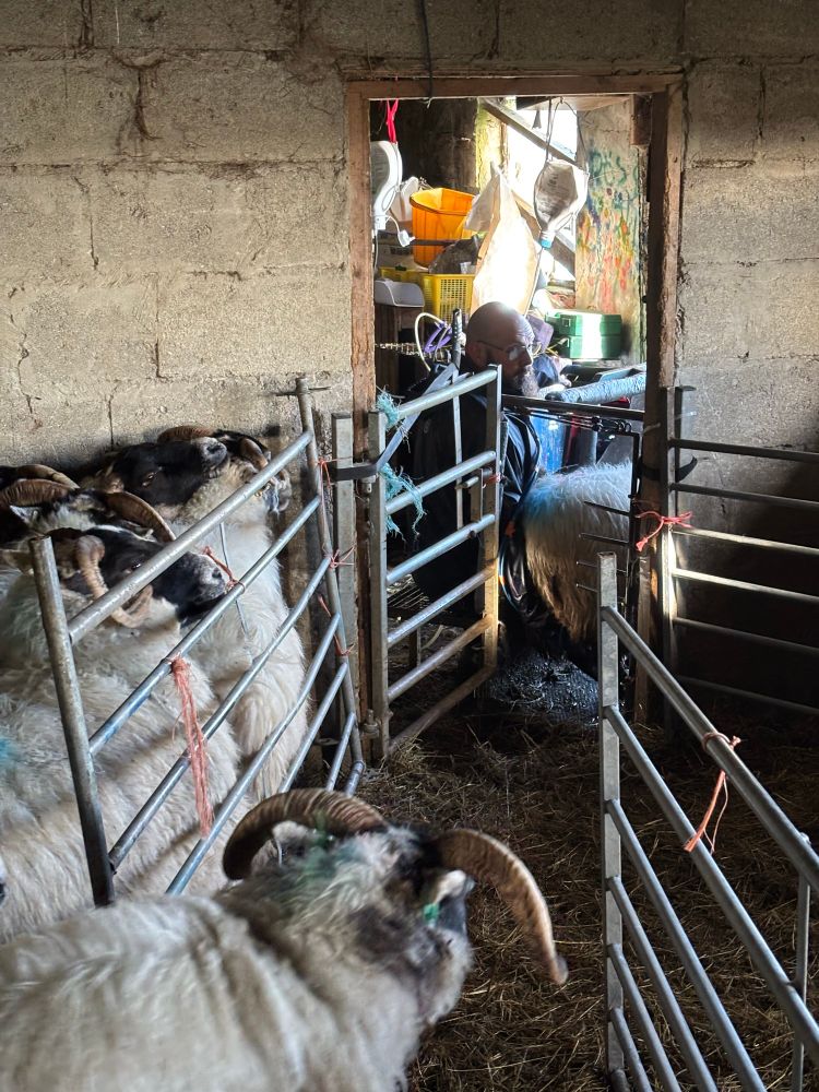 A sheep about to go through a holding box and scanned for lambs