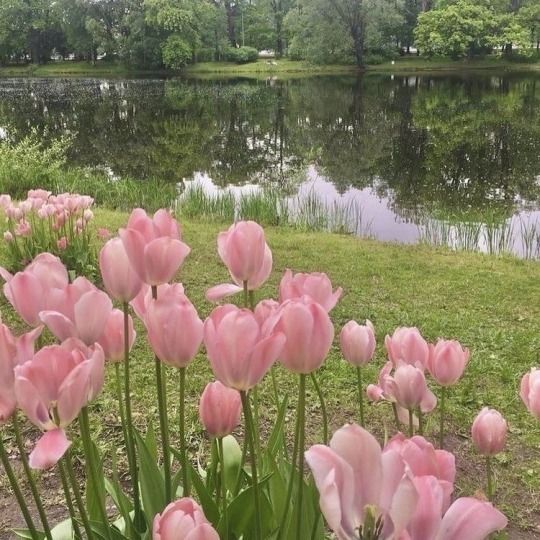 Pink tulips next to a lake