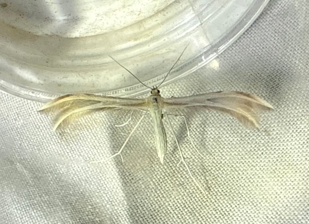 Dingy White Plume