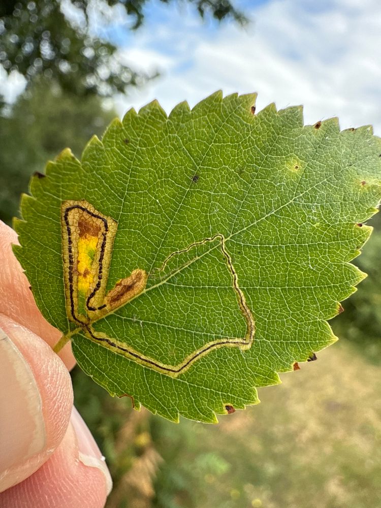 Stigmella confusella (Pale Birch Dot) mine with linear frass throughout