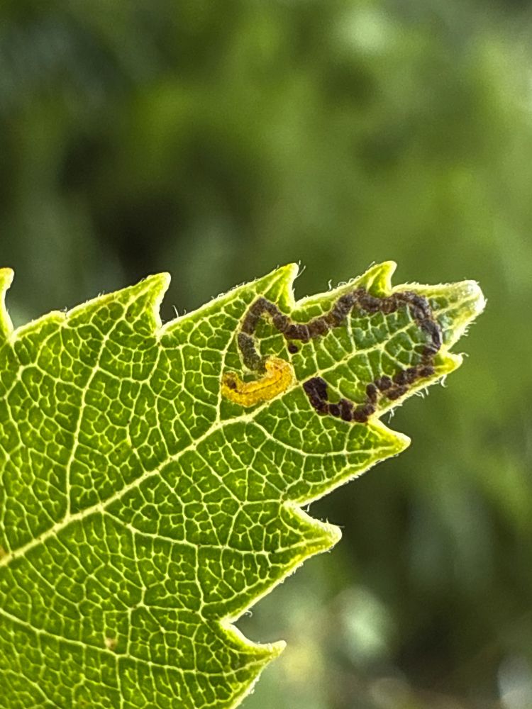 Stigmella sakhalinella (Glossy Birch Dot) mine with dark arcs of frass throughout