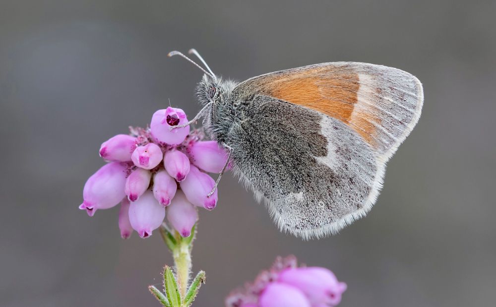 Large Heath butterfly (Bob Eade)