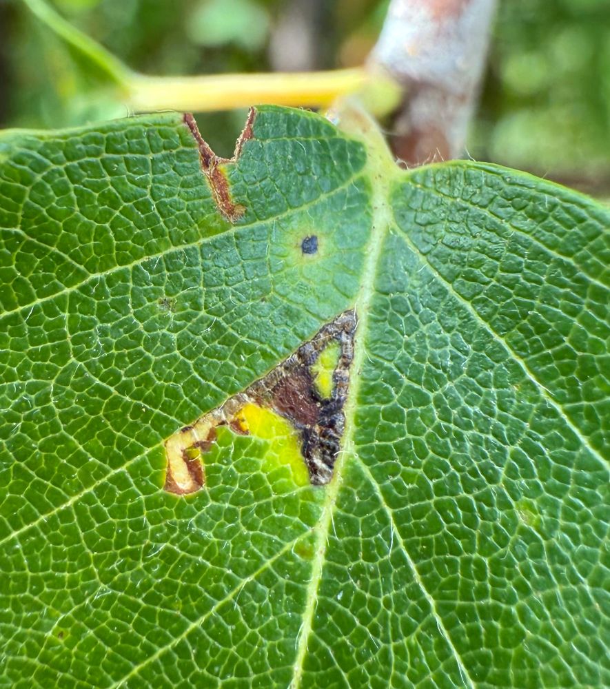 Bucculatrix demaryella (Birch Tuft) mine with right-angled turn near end