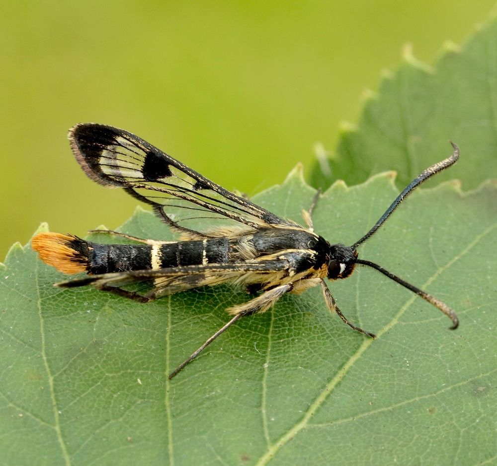 Welsh Clearwing (Iain Leach)