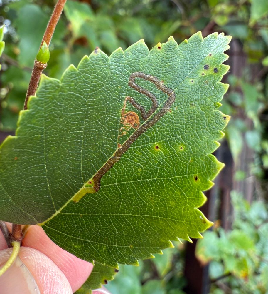 Stigmella continuella (Silver-barred Birch Dot) mine which starts from brown spot formed by the highly convoluted early mind