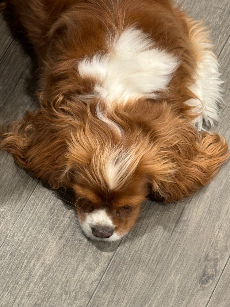 the loathesome peepee dog 