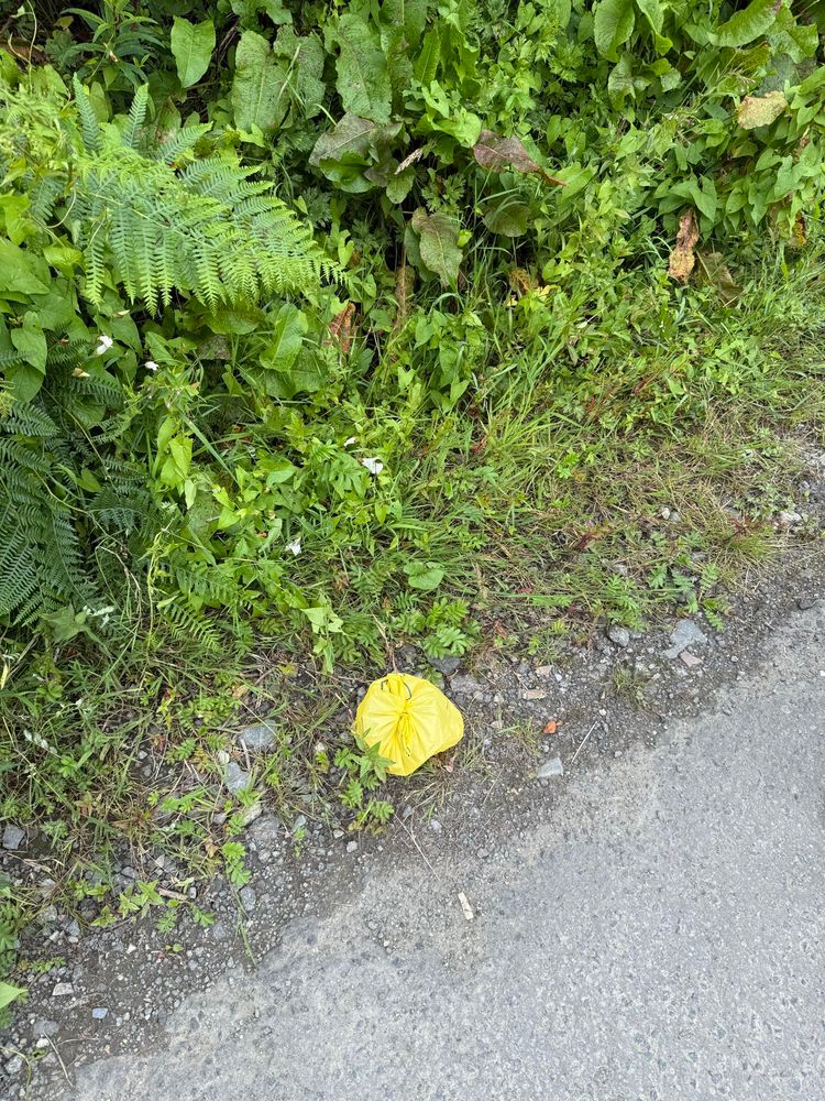 Yellow plastic bag of dog poo left at the side of the road