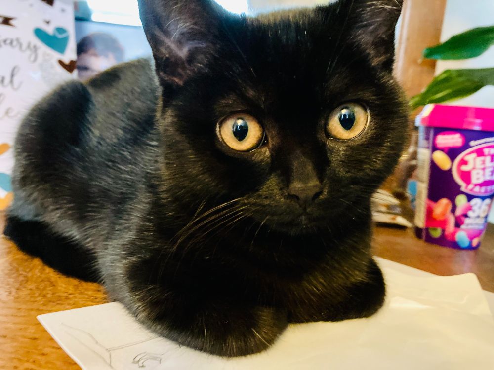 Black kitten with big yellow keys looking straight at the camera.