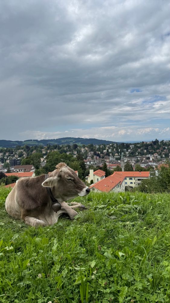 A brown cow with a bell around its neck lies on a grassy hillside, overlooking the red rooftops and the historic Abbey of St. Gall in the city below, beneath a cloudy sky.