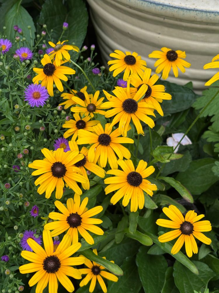 Yellow rudbeckia blooms with dark brown eyes. Next to some purple asters and in front of a large cream colored ceramic planter pot.
