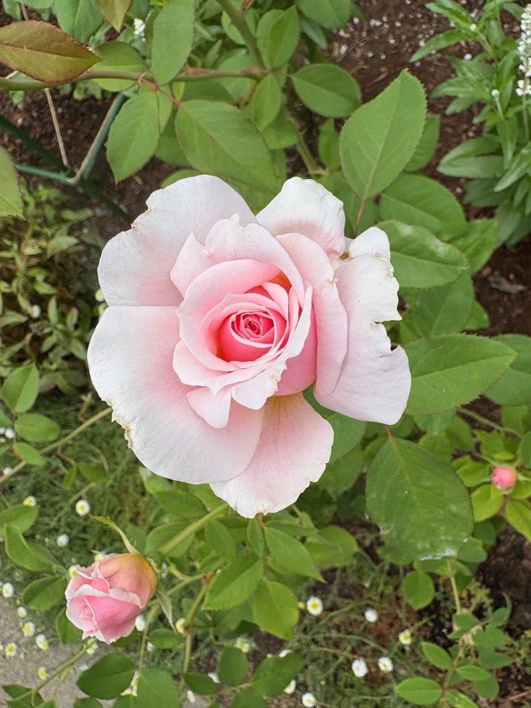 Partially opened light pink rose bloom over green foliage. Variety is ‘Quietness’