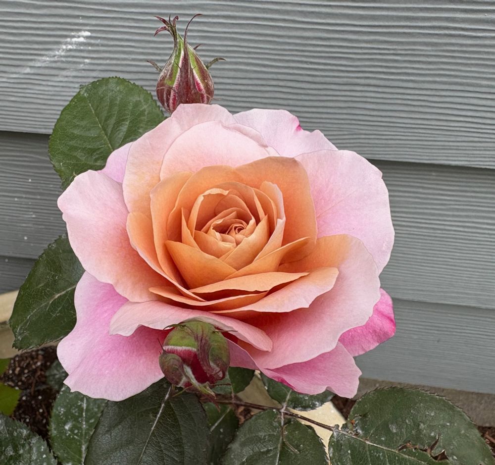 Close up of a rose bloom and bud, it is dark pink at the edges, then gets lighter pink and then a buff color towards the center. Variety is "Distant Drums'
