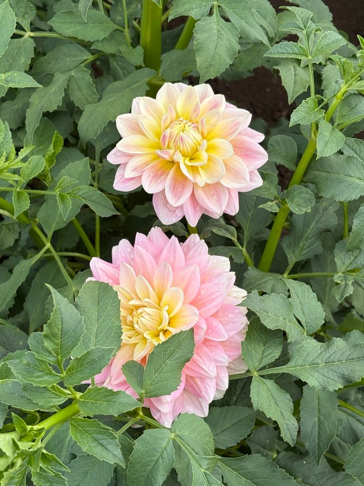 Pink and yellow dahlia bloom