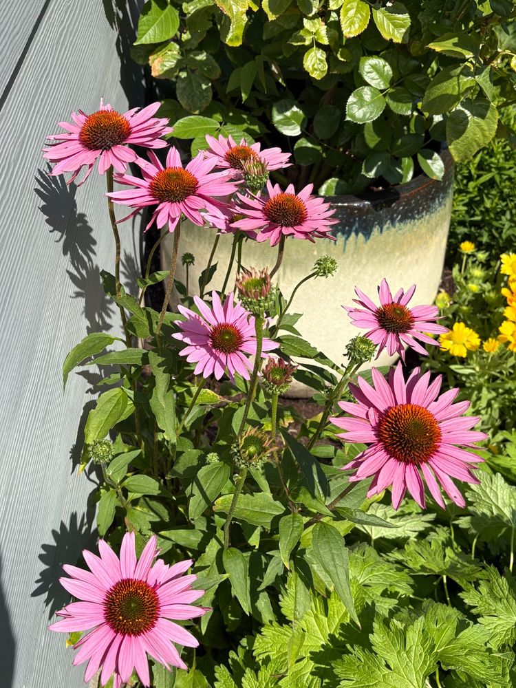 Large purple echinacea, aka coneflowers, variety is 'Ruby Giant' (they are really big blooms!)