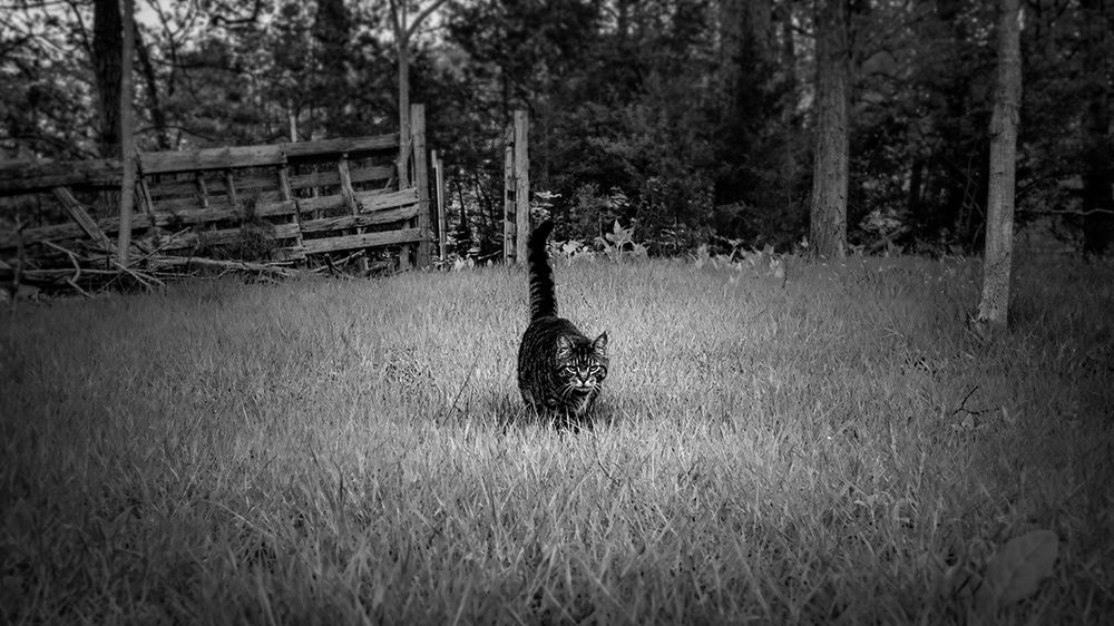 This is a black and white portrait I took of Luno the Tabby, my handsome feral rescue cat. When I photograph in the forest, he watches over me. The most handsome protector I could ever hope for. Once he stepped into the light, I couldn't help but take this shot. The way the grass lit up around him as he approached, what a striking figure he struck before the old weathered fence and the soft swaying trees.