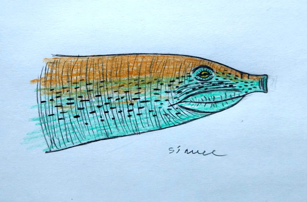 Quick drawing of "trionyx" ikoviensis from middle eocene Ukraine
#paleoart
A colored traditional drawing of head and neck of an extinct soft-shelled turtle. (Bright filter version)