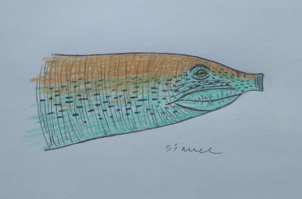 Quick drawing of "trionyx" ikoviensis from middle eocene Ukraine
#paleoart
A colored traditional drawing of head and neck of an extinct soft-shelled turtle species. (Non filter version)