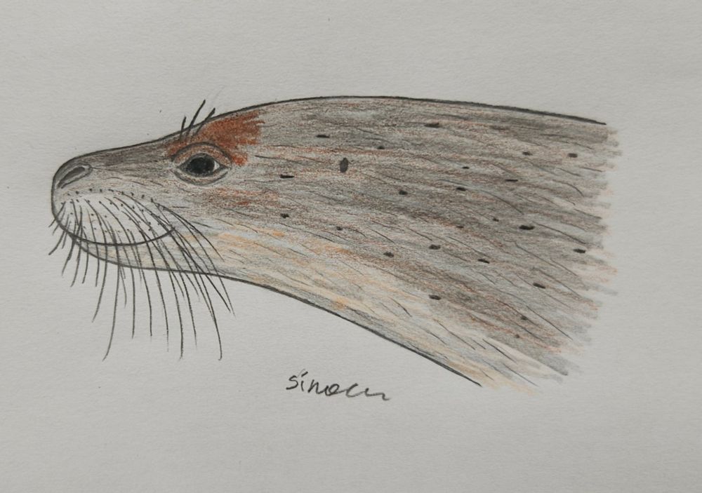 Monachopsis pontica #paleoart
(Non filter version)
A reconstruction of a head of a tiny dwarf (currently the smallest ever) seal from miocene Eastern Paratethys.