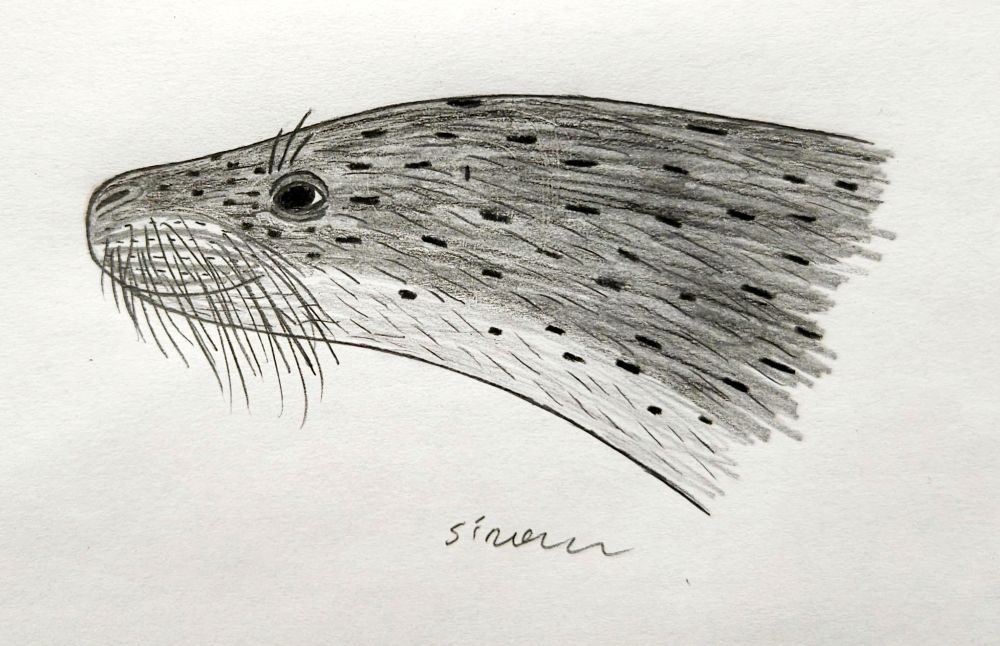Paratethyphoca libera #paleoart 
(Bright filter version)
A reconstruction of a head of a small seal that lived in Eastern Paratethys during miocene. 