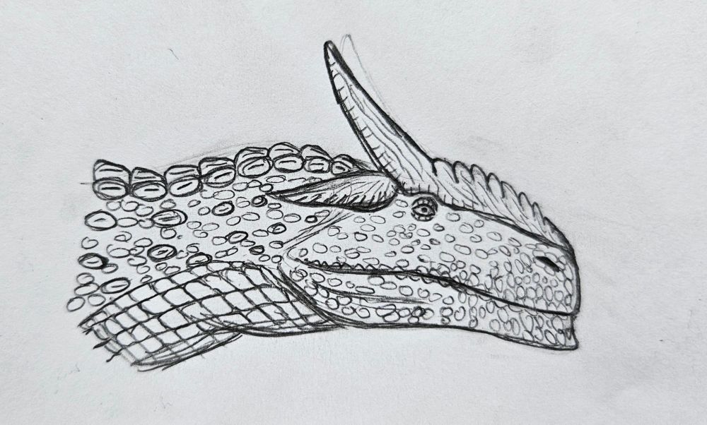 Doodle #creaturedesign #specevo
A pencil sketch of a head of a carnivorous reptile with huge horns on head and armor on neck. Huge scales on the lower part of neck can also be spotted. Lower jaw ends in a notable small "giganotosaurus"-like chin.