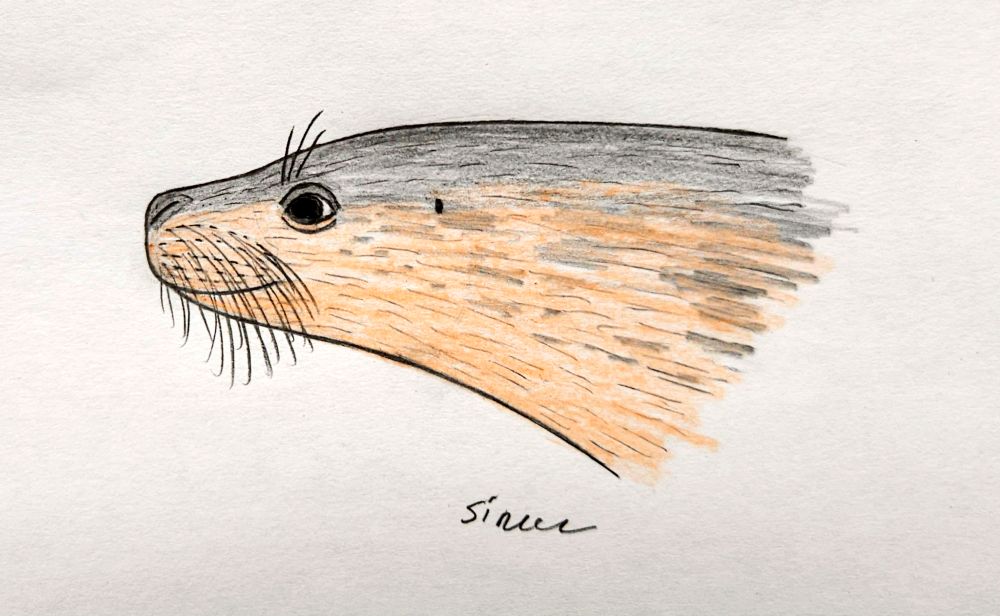 Planopusa semenovi #paleoart 
(bright filter version)
A reconstruction of a head of small, short-faced seal that lived in Eastern Paratethys during miocene.
