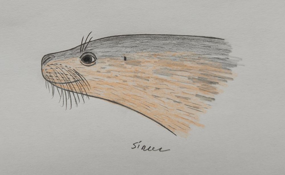 Planopusa semenovi #paleoart 
(Non-filter version)
A reconstruction of a head of small, short-faced seal that lived in Eastern Paratethys during miocene.