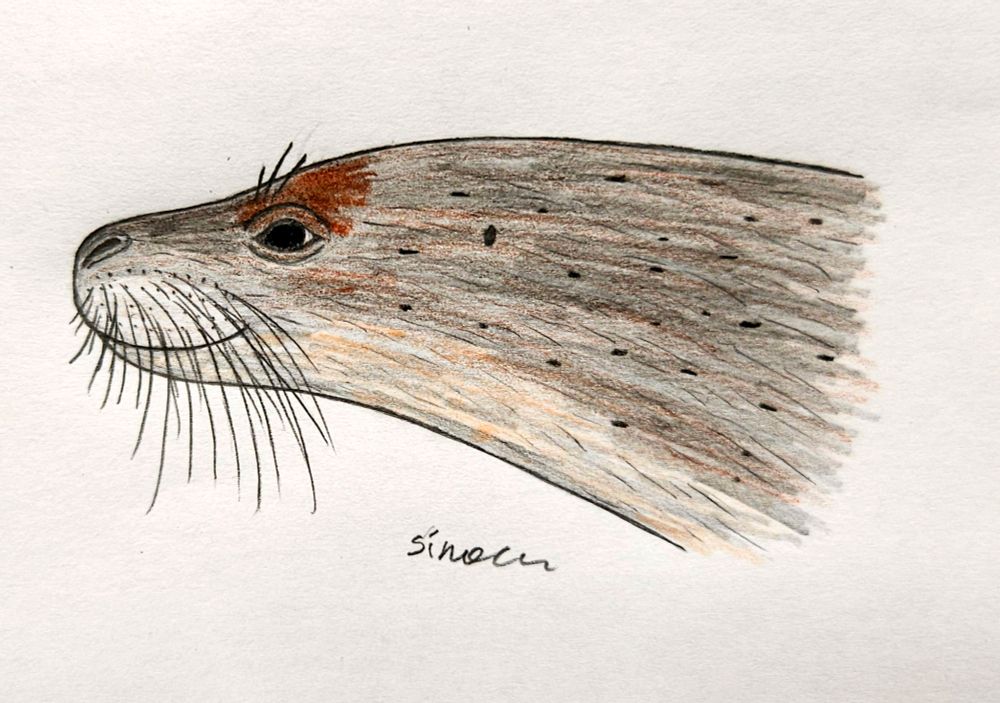 Monachopsis pontica #paleoart
(Bright filter version)
A reconstruction of a head of a tiny dwarf (currently the smallest ever) seal from miocene Eastern Paratethys.