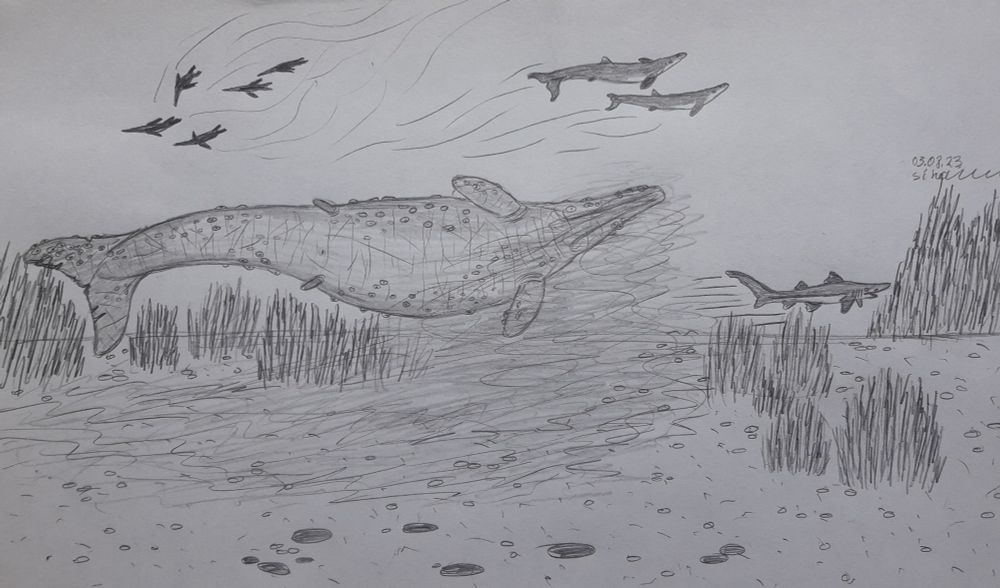 Old perucetus #paleoart