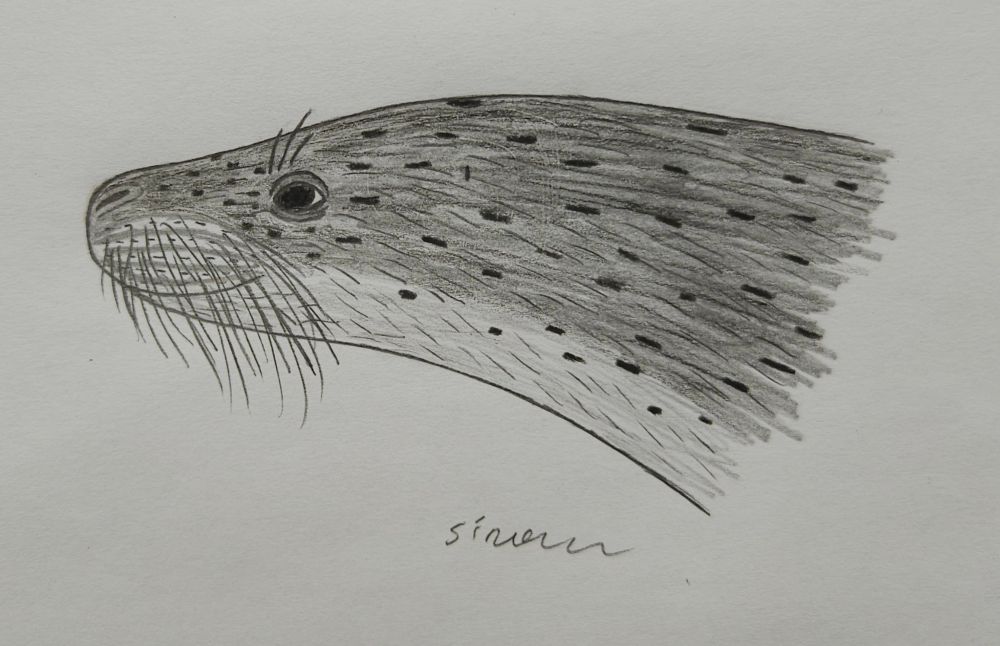 Paratethyphoca libera #paleoart 
(Non-filter version)
A reconstruction of a head of a small seal that lived in Eastern Paratethys during miocene. 