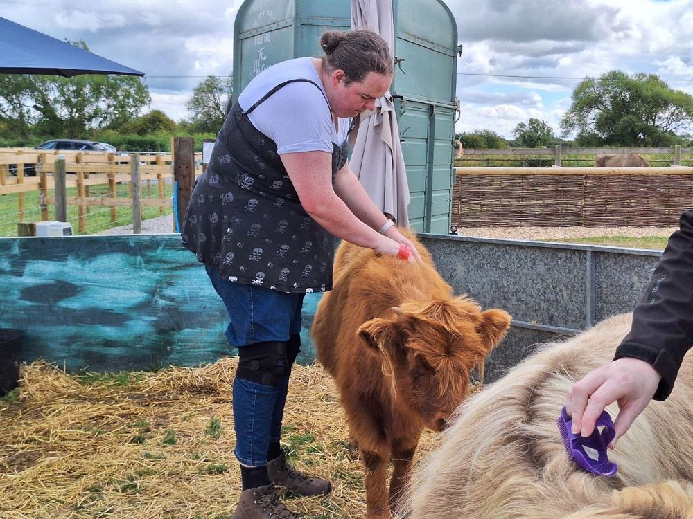 Me stood next to a highland calf giving her brushes, with Nenna brushing a bull In the foreground