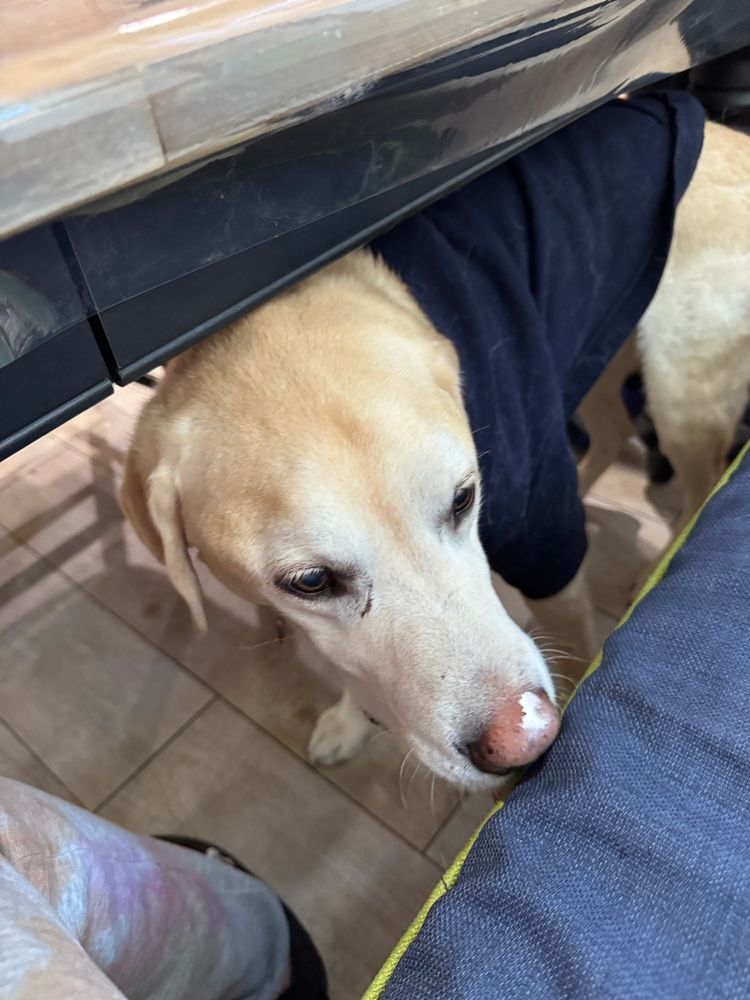 a yellow lab under a dining table, with cream cheese on his nose 