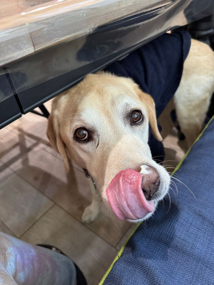 same dog with his tongue sticking out, reaching at the cream cheese on his nose 
