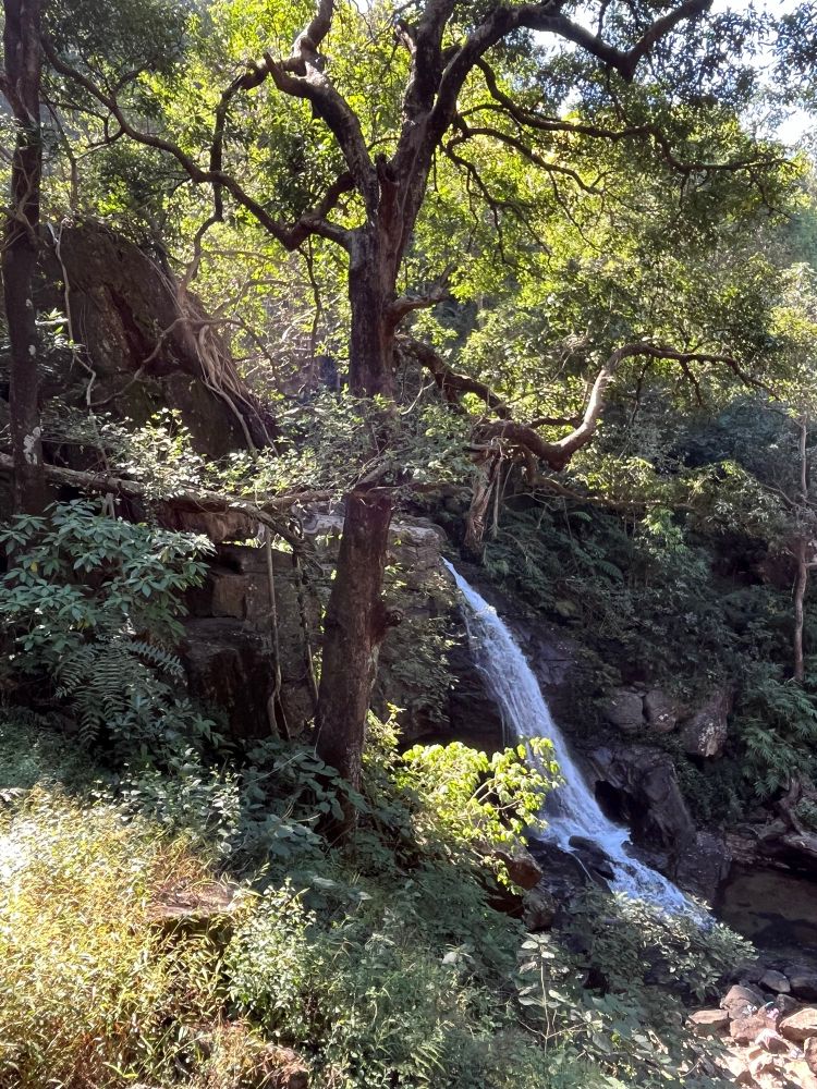 Ein Wasserfall stürzt in einiger Entfernung in einem Winkel von ca 70 Grad über Felsen. Im Vordergrund eon markanter Baum und Felsen. Das Bild ist geprägt von grün und Sonne.