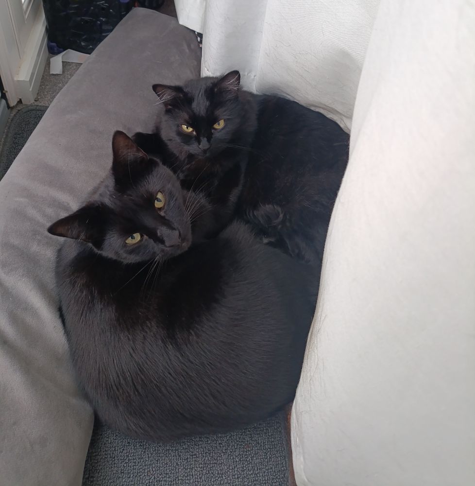 2 black cats snuggling behind a curtain