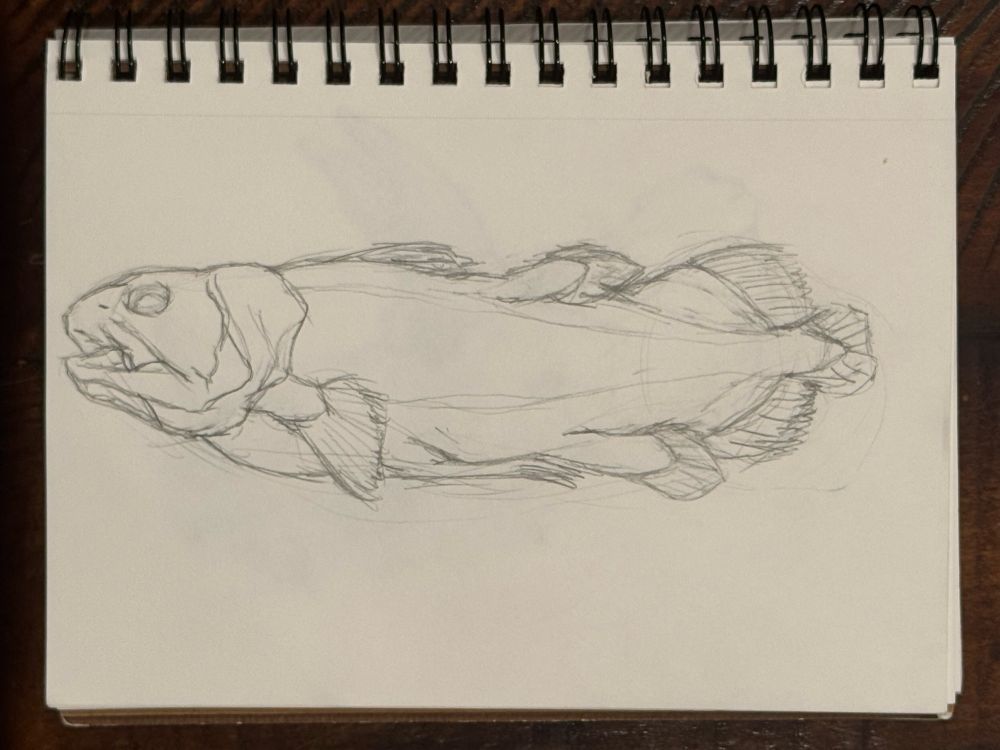 Pencil sketch of a preserved coelacanth specimen 