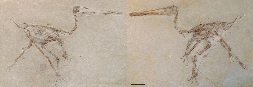 Parte y contraparte del holotipo de Aerodactylus scolopaciceps  (BSP AS V 29 a [derecha] b [izquierda])