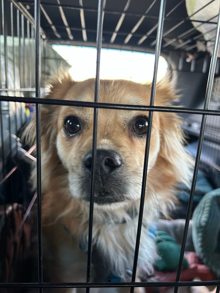 my chihuahua mutt arlo in a crate in the back of a car staring directly at the camera with tears in his eyes begging for release from this torture