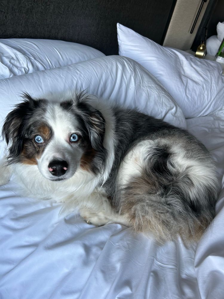my mini aussie bernie laying in a hotel bed and staring, vaguely traumatized, at the camera. donโt worry, thatโs just how he looks