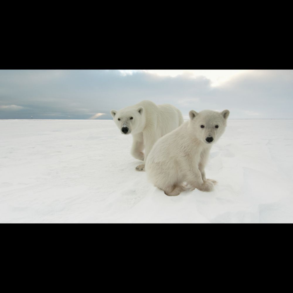 Polar Bear Week | Polar Bears International