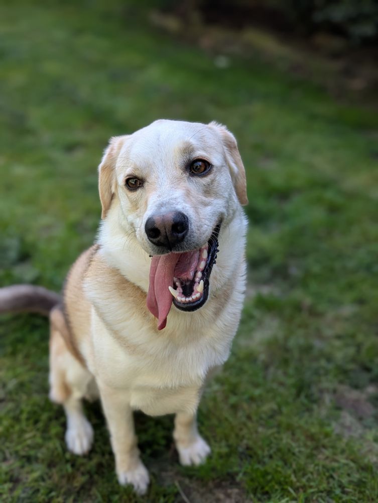 An adorable white and brown dog, satisfied with his run, with his tongue hanging out