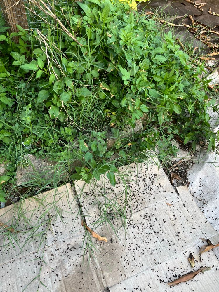 Small black flecks on cardboard mulch near an overgrown herb bed. Bat poop! 