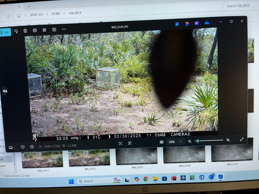 Photo shows a blurry lizard head in front of a background of trees, shrubs and forensic cages. 
