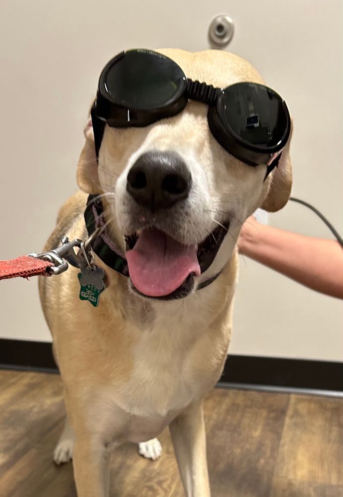 A large light brown dog with black sunglasses and a bright pink tongue. 