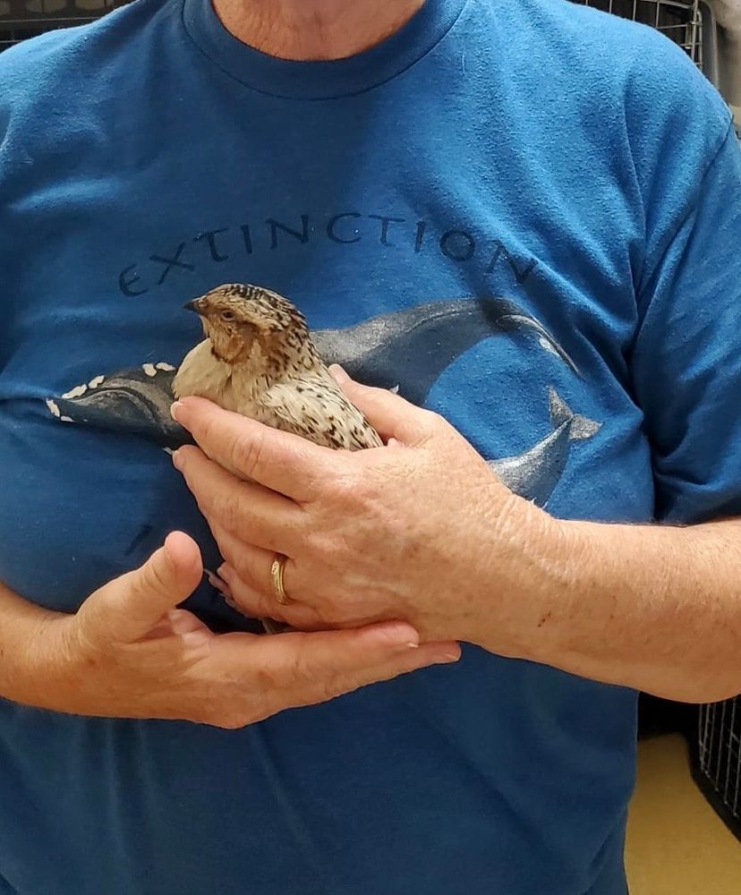 Two hands cradle a small white, brown and gray quail. 
