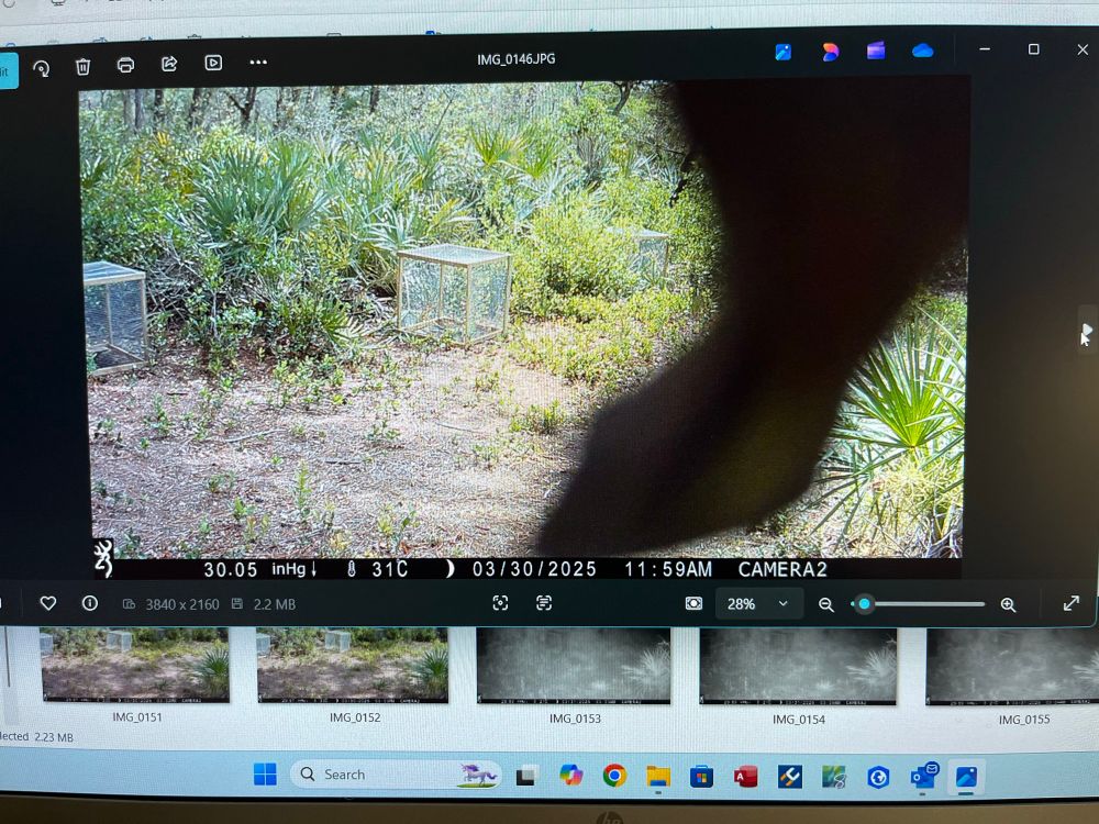 Blurry image of a lizard just in front of trail camera.