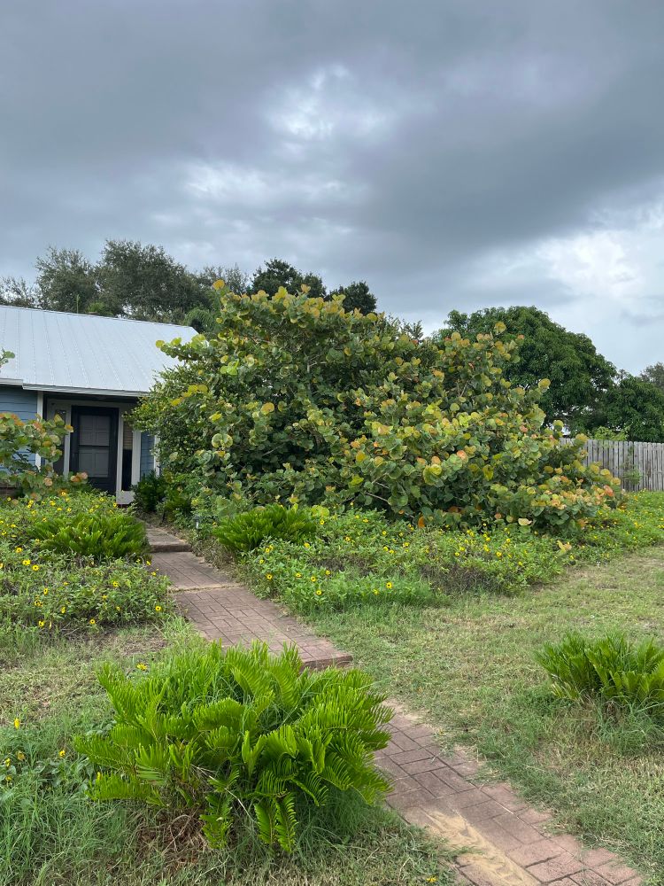 A small house peeking out behind a yard of native plants including sea grape, dune sunflower and coontie. 