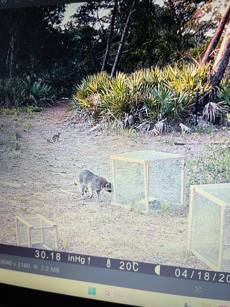 A raccoon peers into a scavenger excluder cage. Photo taken with a trail camera. 