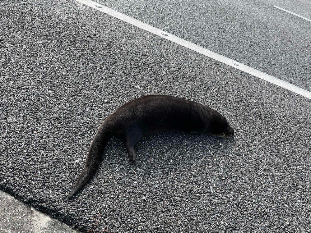 A dead otter lays on the roadside - the otter is dark brown and has one back leg extended outward.