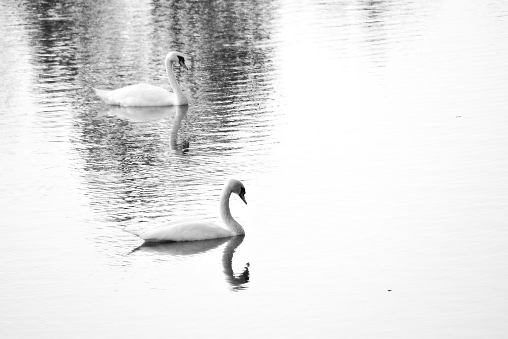 Zwei Schwäne. Einer schwimmt in der Spiegelung der Bäume. 